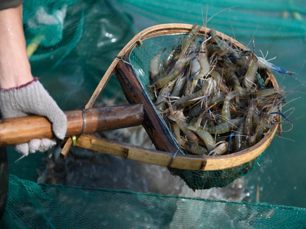 氯霉素是否超標(biāo)？水產(chǎn)品氯霉素檢測儀提供科學(xué)依據(jù)