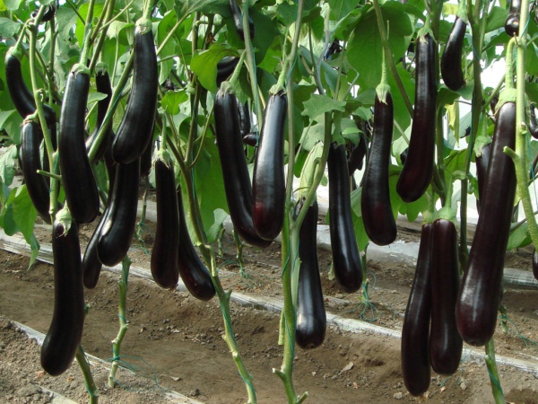 如何檢測食品中有機磷農(nóng)藥殘留？