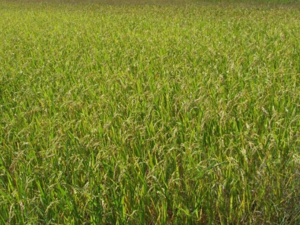 農(nóng)殘檢測(cè)儀山東