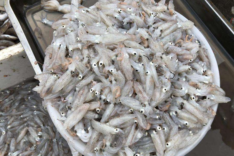 海兔子能吃嗎？有什么風險？